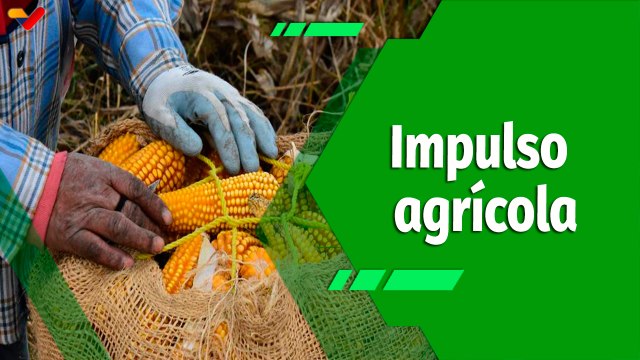 Cultivando Patria | Agropecuaria “Mata de Guafa“, impulsores de la producción agrícola