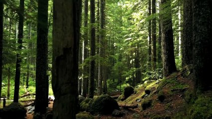 Secrets of Nature's Beauty "Heaven Amidst Lush Greenery"