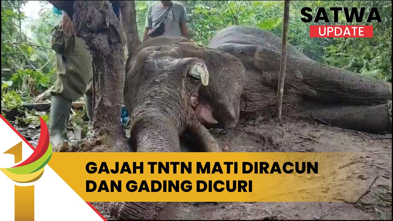 Gajah TNTN Mati Diracun Dan Gading Dicuri, Begini Kronologinya