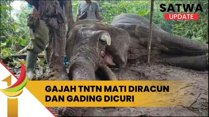 Gajah TNTN Mati Diracun Dan Gading Dicuri, Begini Kronologinya
