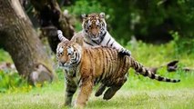 Tigress Gave Her Cubs to This Man, What He Did Next Shocked The World