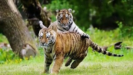 Tigress Gave Her Cubs to This Man, What He Did Next Shocked The World