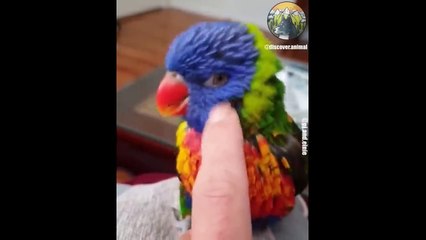 10. Pets Animals SOO Cute Cute baby animals Videos Compilation cute moment of the animals