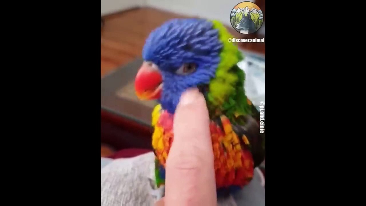 10. Pets Animals SOO Cute Cute baby animals Vid...