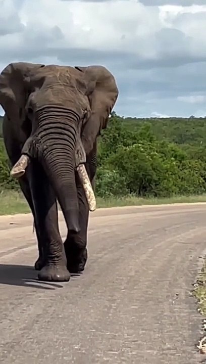 Elephant Swagger