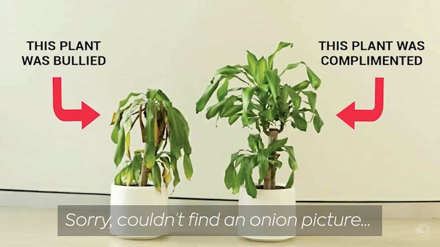 What are LifeParticles_ _ Law of Attraction