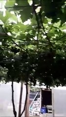 Wisata buah anggur