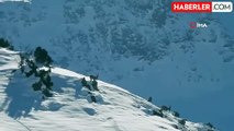 Karlı Dağları Aşarak Göç Eden Dağ Keçileri Görüntülendi