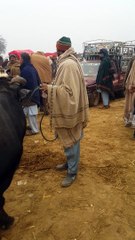 Neeli Ravi befflo | Buffalo price | Iqbal Nagar Mandi update