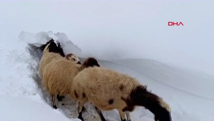 Koyunlarını kar tüneli açarak ahırdan çıkardı