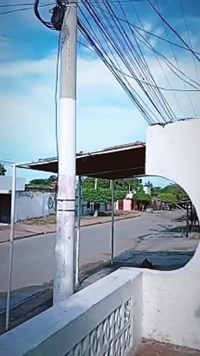 the way that cat came down