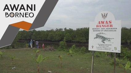 Aktiviti beri makan punca populasi 'sang bedal' di Sarawak berganda