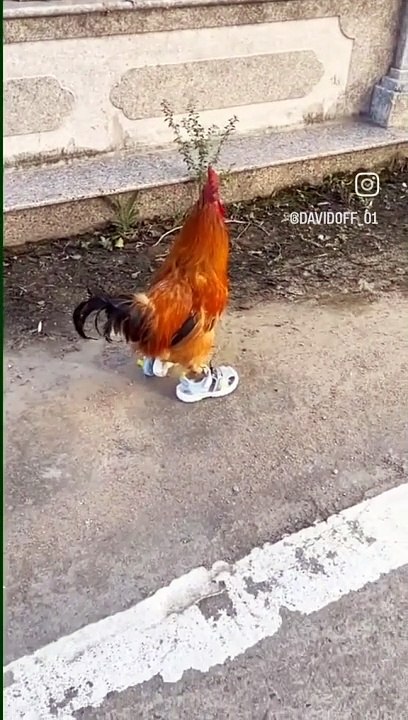 fanny videos fanny video fanny status fanny video tiktok funny video facebook funny video download funny video hashtag funny video status funny video clips funny video dikhaiye fanny status tiktok funny status facebook funny status download