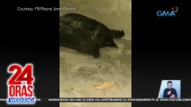 Chinese softshell turtle, namataan sa isang kalsada sa Gensan | 24 Oras Weekend