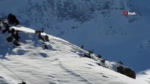 Dağ keçilerinin karla imtihanı