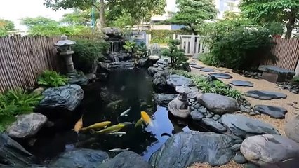 Amazing Koi fish pond