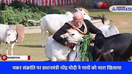 मकर संक्रांति पर प्रधानमंत्री नरेंद्र मोदी ने गायों को चारा खिलाया