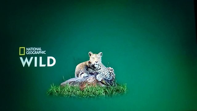 Aquamen les rois des aquariums Un palace pour poissons