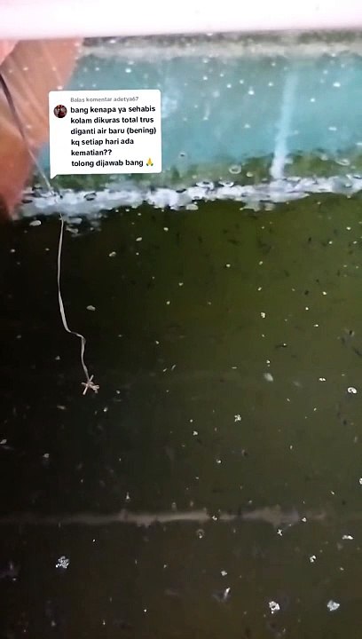 Sehabis air kolam dikuras total, ganti air (bening) setiap hari ikan ada saja yang mati, apa penyebabnya❓