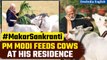 Delhi: Prime Minister Narendra Modi feeds cows at his residence, on the occasion of Makar Sankranti