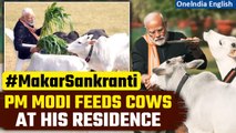 Delhi: Prime Minister Narendra Modi feeds cows at his residence, on the occasion of Makar Sankranti