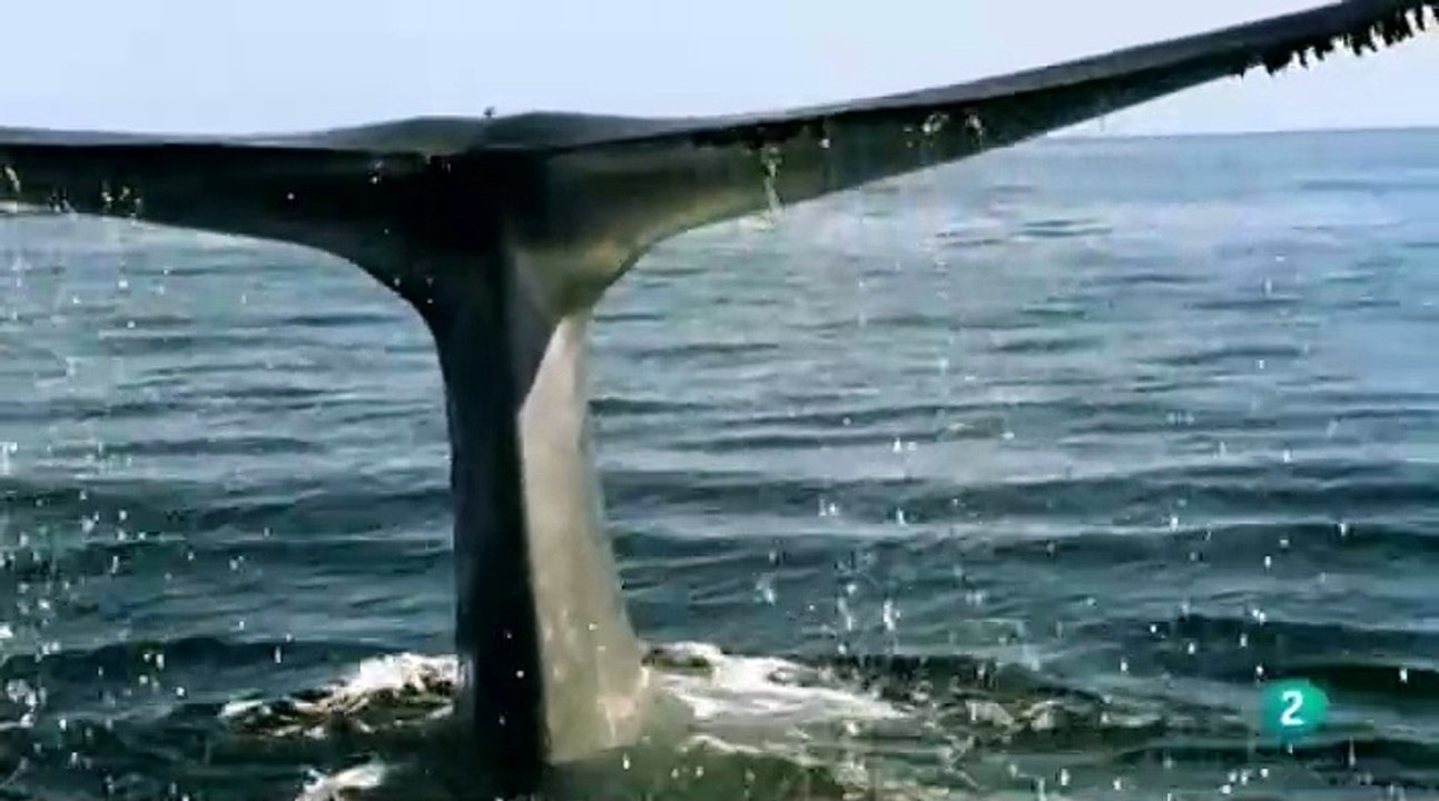 Gigantes del Mar Vidas Gigantes