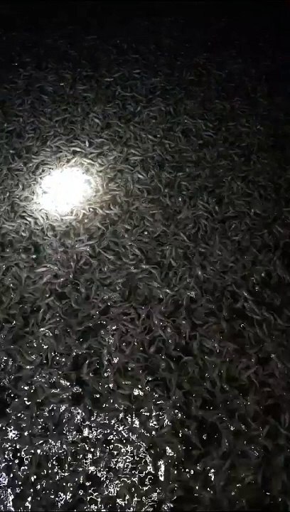 Kuasai ilmu dan teknik nya sebelum kalian menerapkan sistem TEBAR PADAT