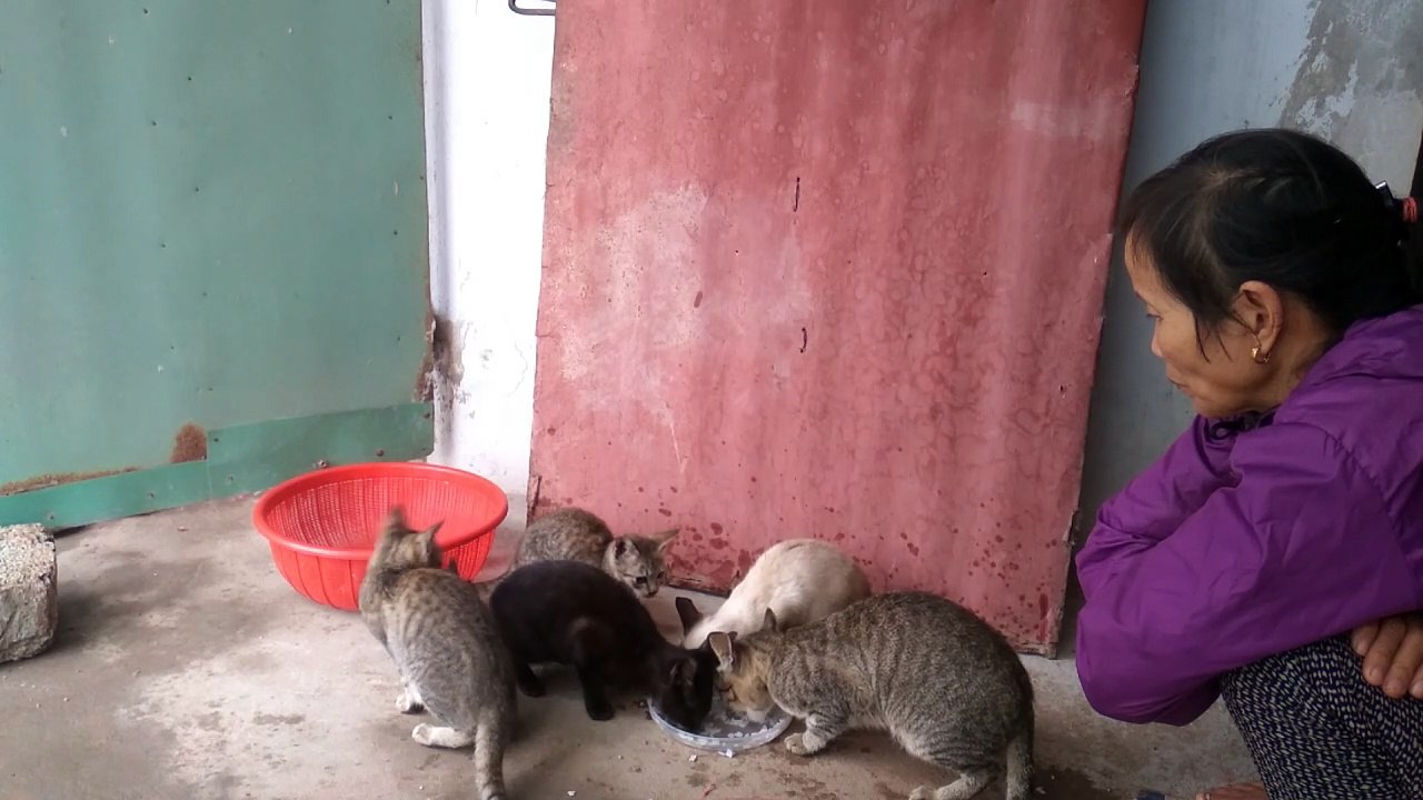 so cute cats (p8)