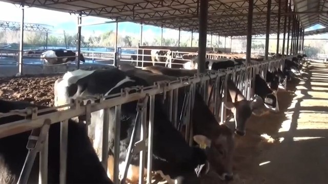 Nazillili süt üreticisi Ali Dönmez, açıklanan çiğ süt fiyatına tepki gösterdi