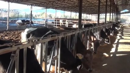 Nazillili süt üreticisi Ali Dönmez, açıklanan çiğ süt fiyatına tepki gösterdi