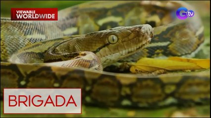 Isang lalaki, gumanti at kinagat ang sawang tumuklaw sa kanya! | Brigada