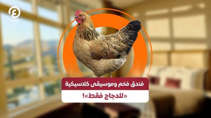 فندق فخم وموسيقى كلاسيكية «للدجاج فقط»!