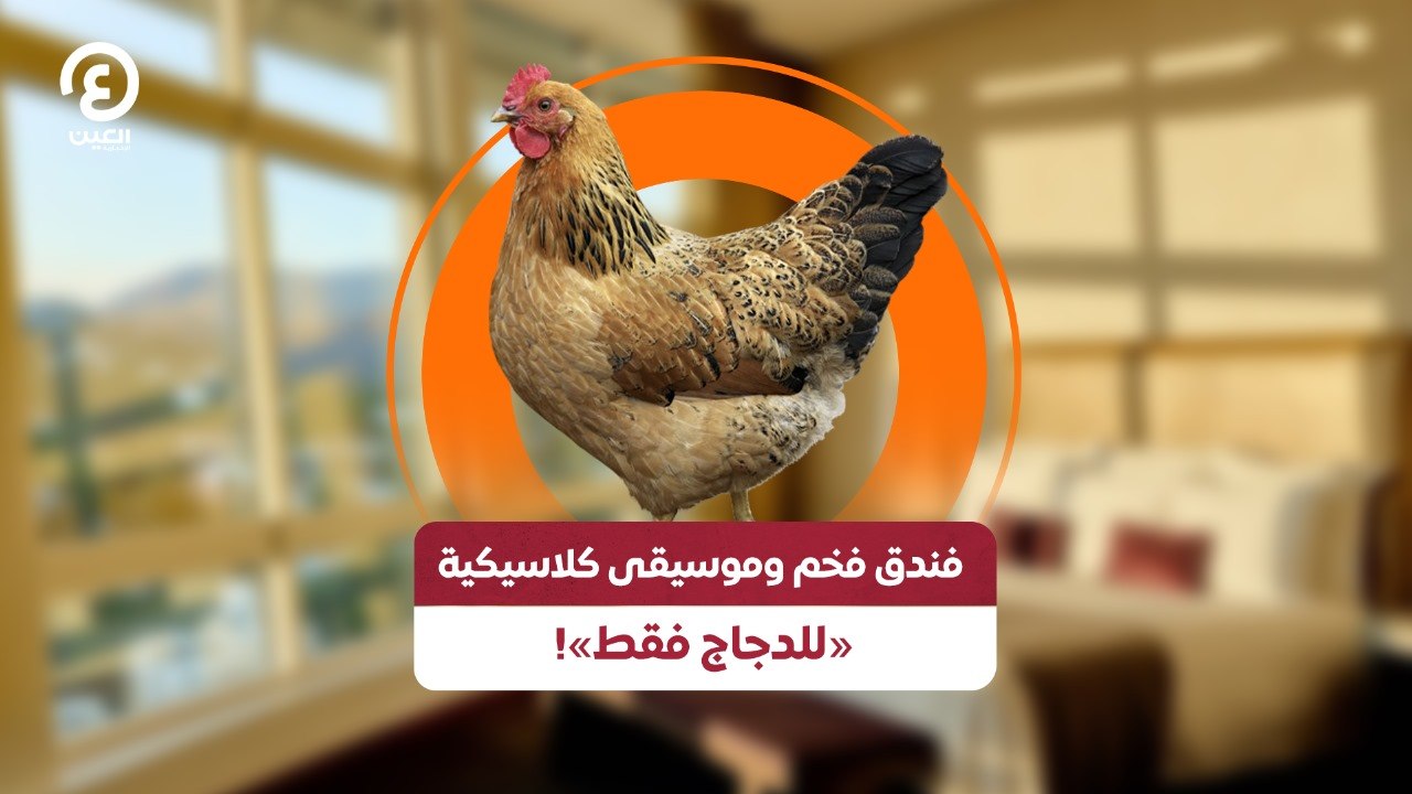 فندق فخم وموسيقى كلاسيكية «للدجاج فقط»!