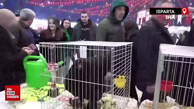 Farklı ırklardan 1500’ün üzerindeki süs tavuğu ve kanatlı hayvan Isparta'da