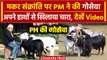 PM Narendra Modi ने  Makar Sankranti पर की गोसेवा, हाथों से खिलाया चारा | Viral | वनइंडिया हिंदी
