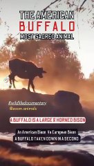 taken down in a seconds, second chance romance life, animal wilderness, animal park nature park, wild bisons wildlifeness #buffalotakendowinsecond #secondhand #secondchanceromance  #wildlife #wildlioness #lionslife #lioncubs #wildlions #biology #n