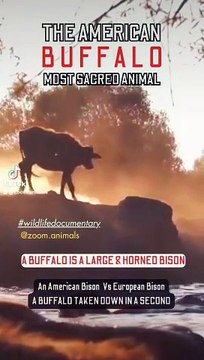 taken down in a seconds, second chance romance life, animal wilderness, animal park nature park, wild bisons wildlifeness #buffalotakendowinsecond #secondhand #secondchanceromance #wildlife #wildlioness #lionslife #lioncubs #wildlions #biology #n