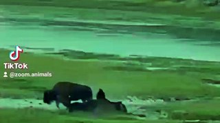 buffalo taken down in a seconds, second chance romance life, animal wilderness, animal park nature park, wild bisons wildlifeness #buffalotakendowinsecond #secondhand #secondchanceromance  #wildlife #wildlioness #lionslife #lioncubs #wildlions #biology #n