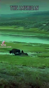 buffalo taken down in a seconds, second chance romance life, animal wilderness, animal park nature park, wild bisons wildlifeness #buffalotakendowinsecond #secondhand #secondchanceromance #wildlife #wildlioness #lionslife #lioncubs #wildlions #biology #n
