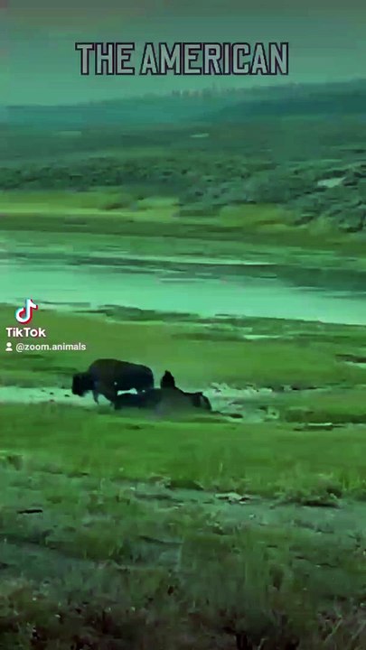 buffalo taken down in a seconds, second chance romance life, animal wilderness, animal park nature park, wild bisons wildlifeness #buffalotakendowinsecond #secondhand #secondchanceromance  #wildlife #wildlioness #lionslife #lioncubs #wildlions #biology #n