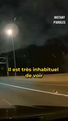 Ces conducteurs s’arrêtent en voyant un chien sur l’autoroute