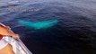 Baleia branca rara avistada a poucos metros de barco na Tailândia