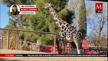 Multan a Chihuahua con más de 1.5 mdp por poner en riesgo vida de jirafa Benito