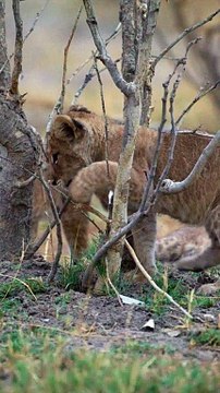 #cute #lion #cubs playing #shorts