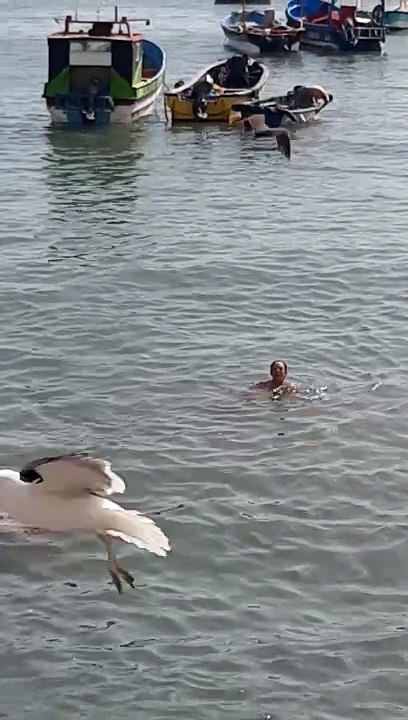 Woman Swims With Sea Lions