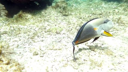 large sohal tang or surgeonfish swimming over a coral reef