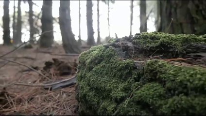 Mistory of Amazon Rain Forest is Solved