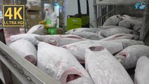 from ocean to plate: inside the korean tuna factory - crafting 13,000 tuna monthly! 