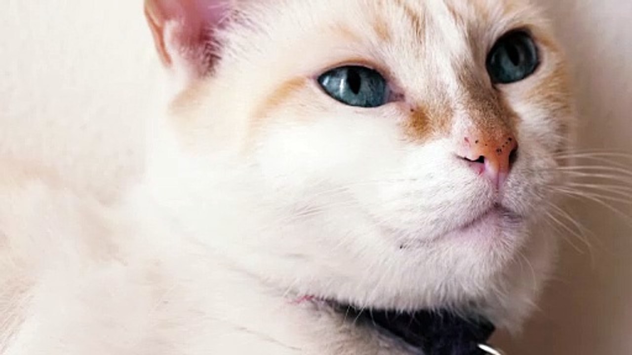 white blue eyed cat