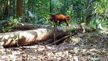 Animals of Amazon 4K - Animals That Call The Jungle Home _ Amazon Rainforest _Scenic Relaxation Film